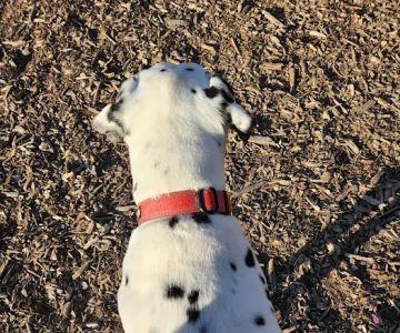 Barrington Dog Park