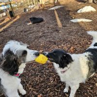Raymond F Jones Memorial Dog Park ico