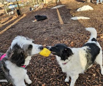Raymond F Jones Memorial Dog Park