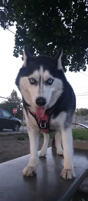 Jose Silva Dog Park 4