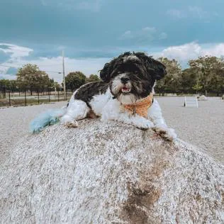 Captain Jack Peterson Dog Park 3