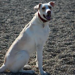 Captain Jack Peterson Dog Park 2