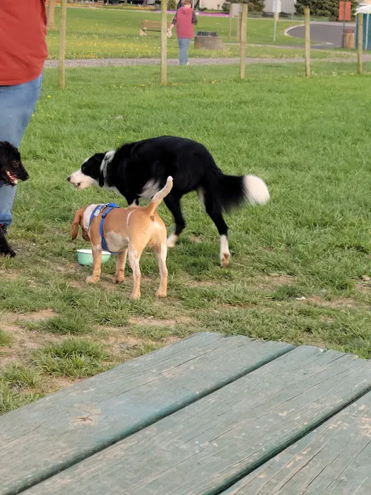 North Street Dog Park 10