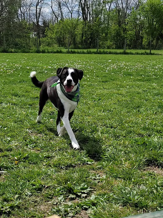 North Street Dog Park 8