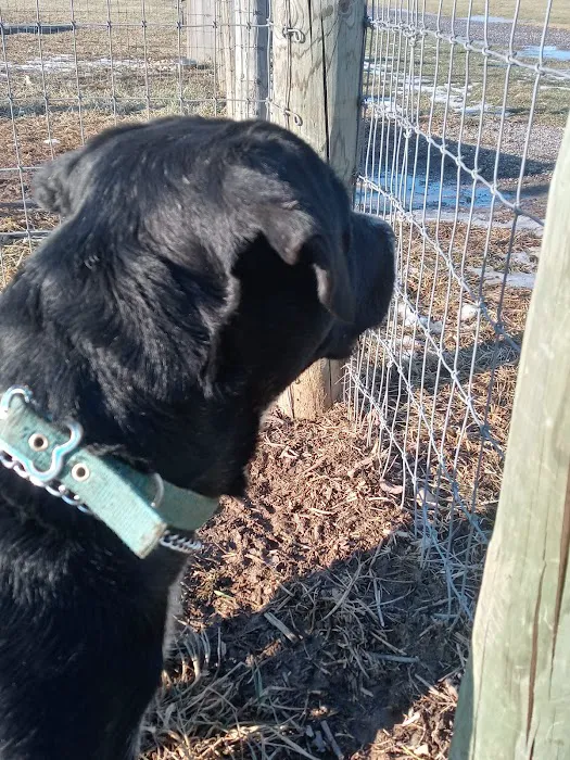 North Street Dog Park 5