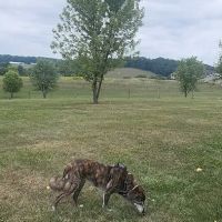 West Manheim Dog Park ico