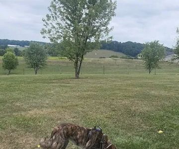 West Manheim Dog Park