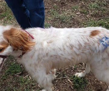 Carlisle Area Dog Parks (Members only)