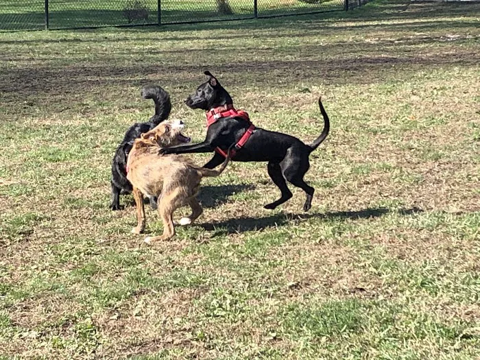 Perry Paw Dog Park - Members Only 2