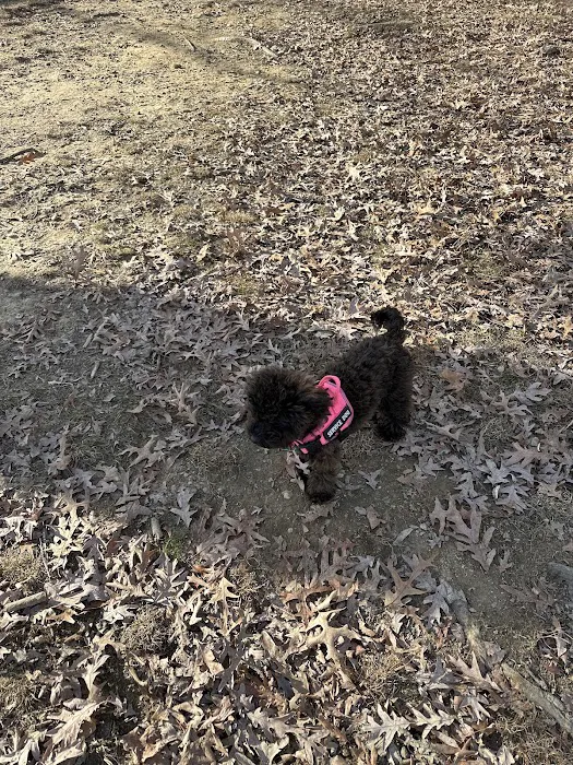Burdick Bark Dog Park 5