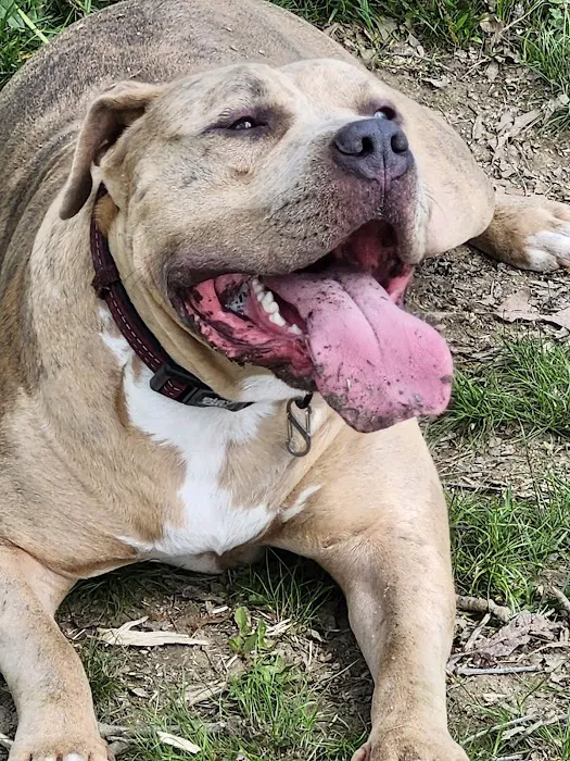 Burdick Bark Dog Park 1