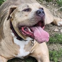 Burdick Bark Dog Park ico