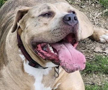 Burdick Bark Dog Park