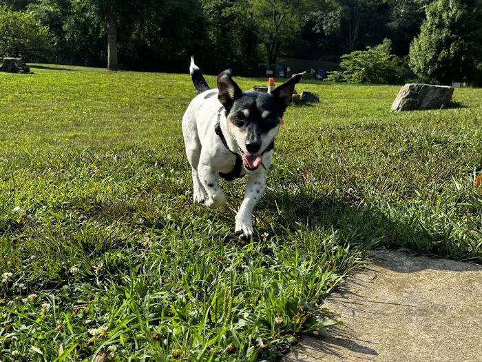 Paw Point Dog Park 9