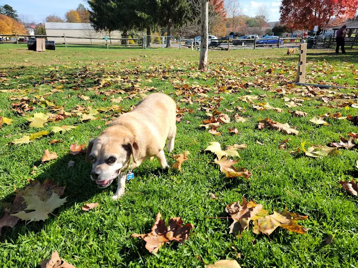 Selinsgrove Dog Park 3