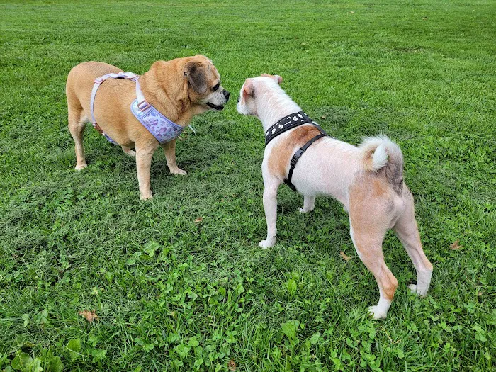 Selinsgrove Dog Park 8