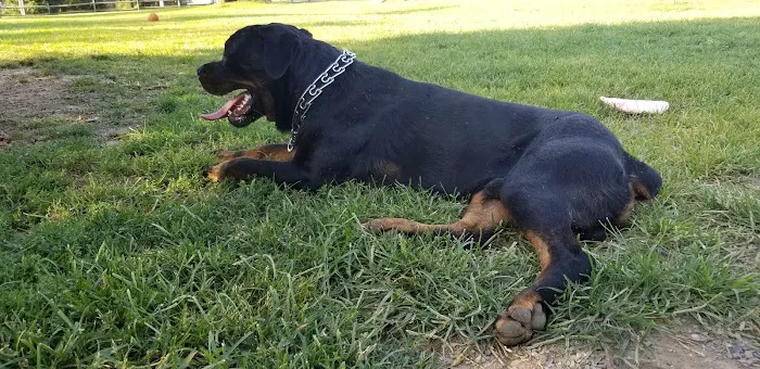 Selinsgrove Dog Park 4