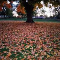 Farm Pond Dog Park ico