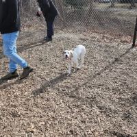 FIDO Dog Park ico