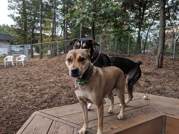 Maynard Dog Park 10