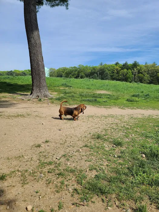 Wrentham Dog Park 9