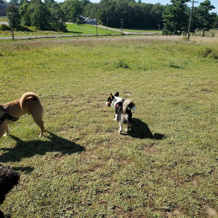 Wrentham Dog Park 10