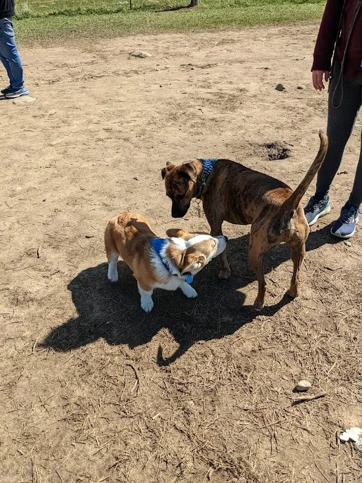 Wrentham Dog Park 6