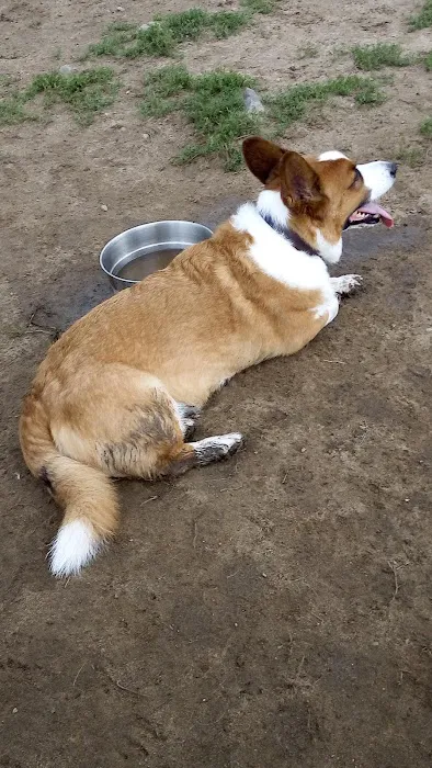 Wrentham Dog Park 3