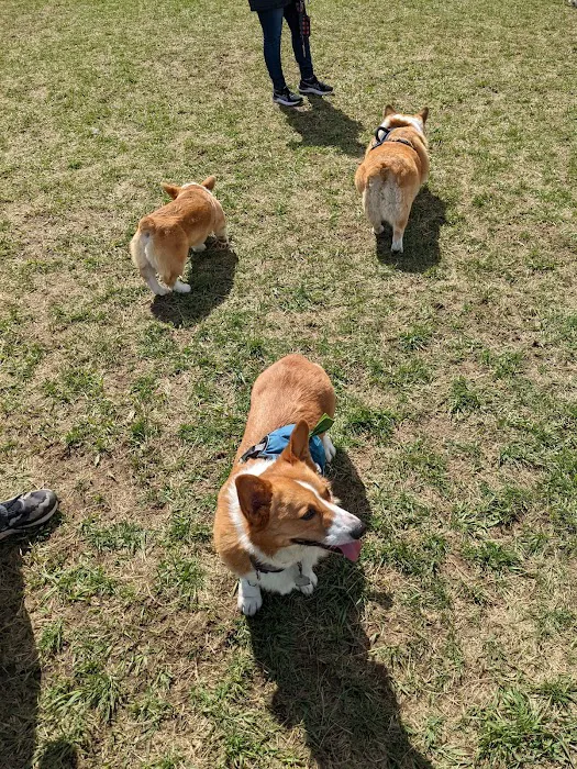 Wrentham Dog Park 4