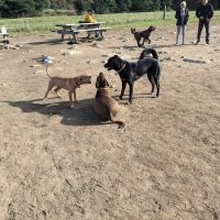 Wrentham Dog Park ico