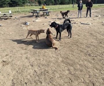 Wrentham Dog Park