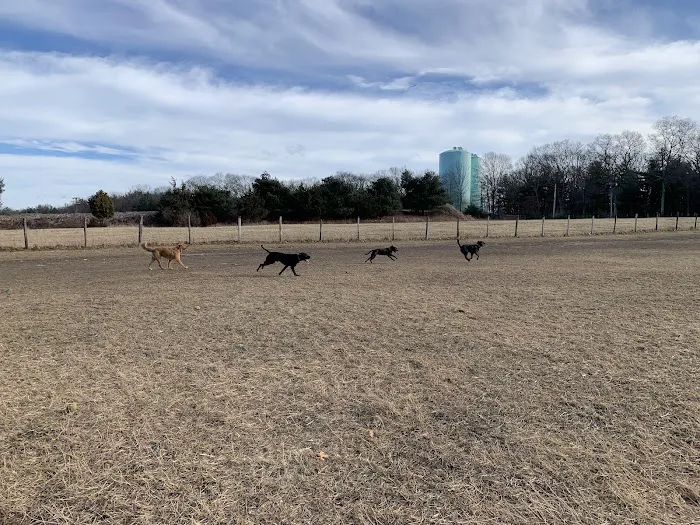 Wrentham Dog Park 5