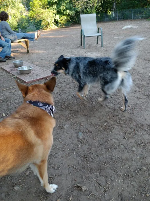 Dedham Dog Park 1