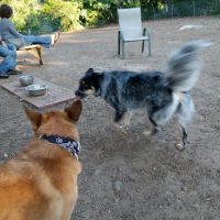 Dedham Dog Park ico