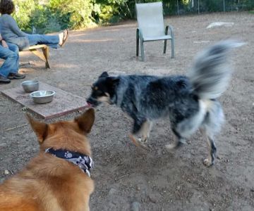 Dedham Dog Park