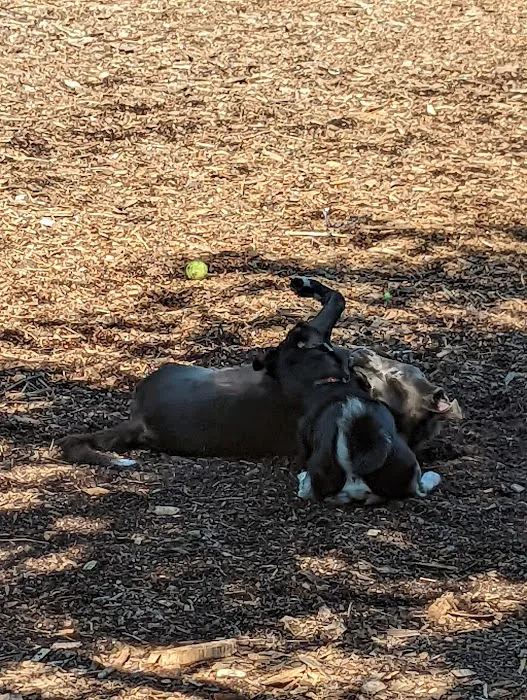 Dedham Dog Park 3