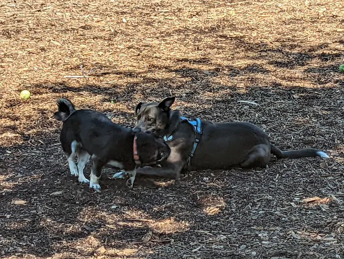 Dedham Dog Park 6