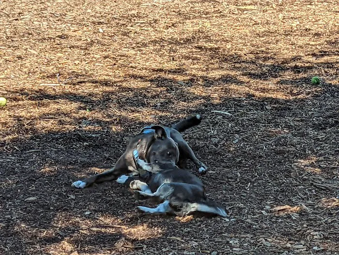 Dedham Dog Park 5