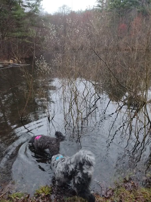 dog swimming pond 1