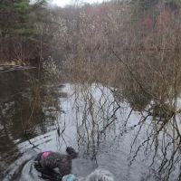 dog swimming pond ico