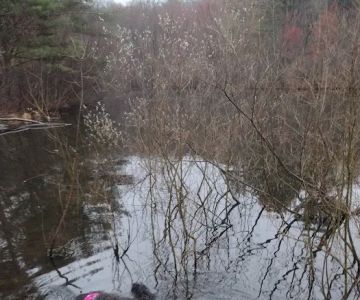 dog swimming pond