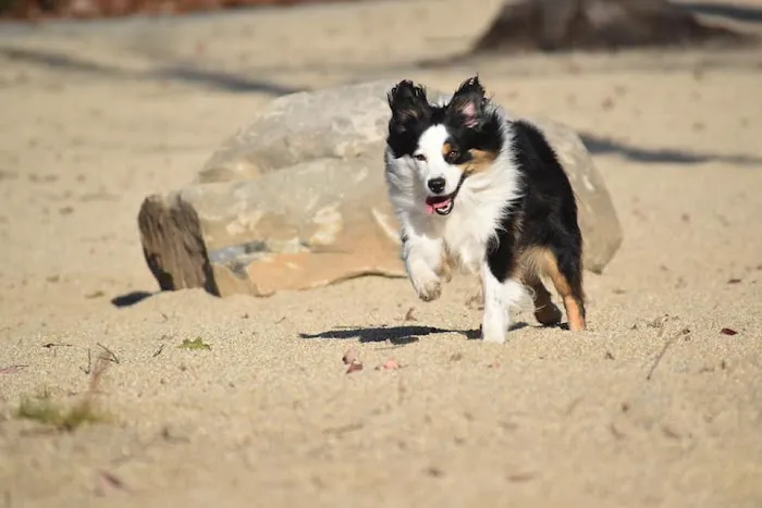 Ayer Dog Park 6