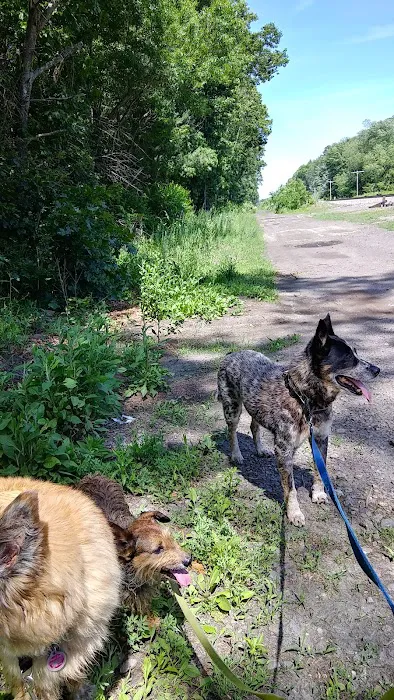 Ayer Dog Park 2