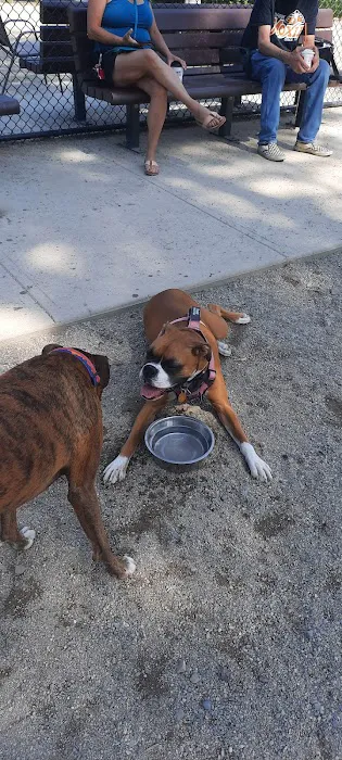 Ayer Dog Park 3