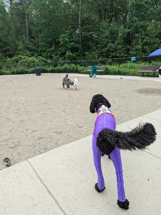 Ayer Dog Park 10