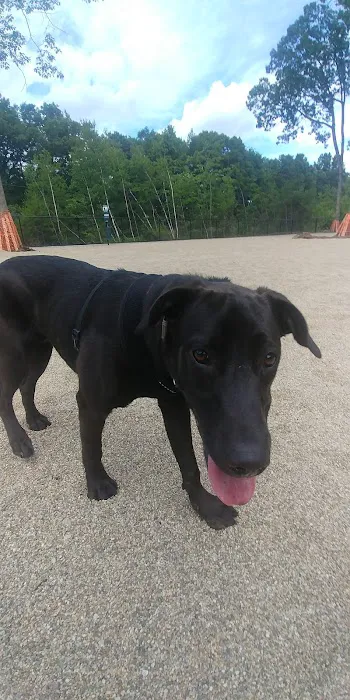 Ayer Dog Park 1