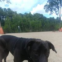 Ayer Dog Park ico