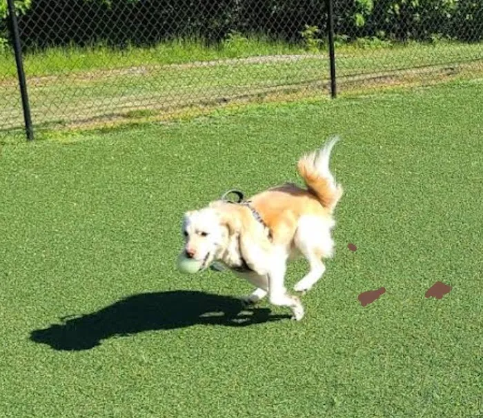 Bell Watertown Public Dog Park 1