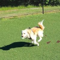 Bell Watertown Public Dog Park ico