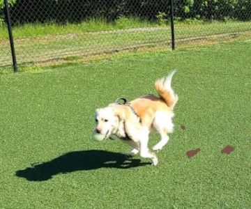 Bell Watertown Public Dog Park